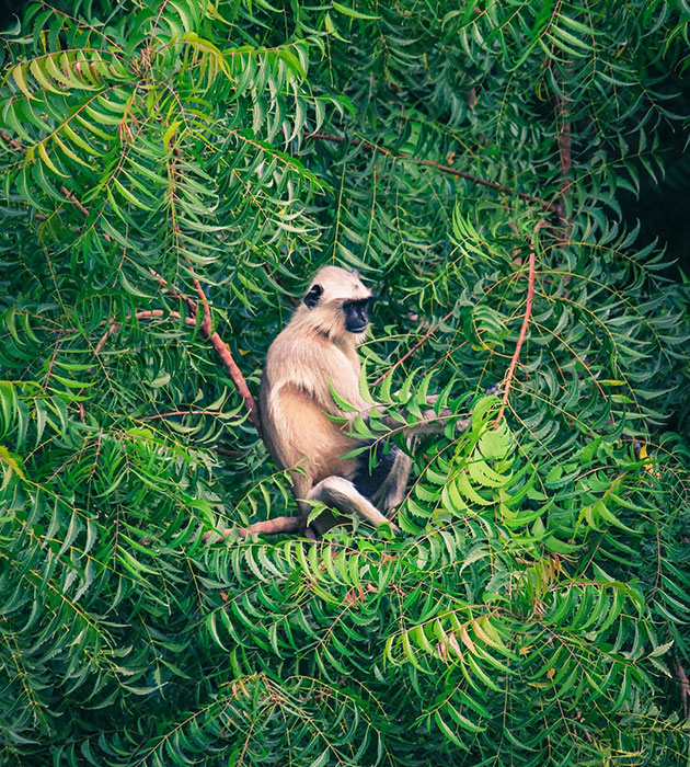 The Grass Monkey